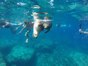 Espiritu Santo/Sea Lion Snorkeling With the Cortez Club