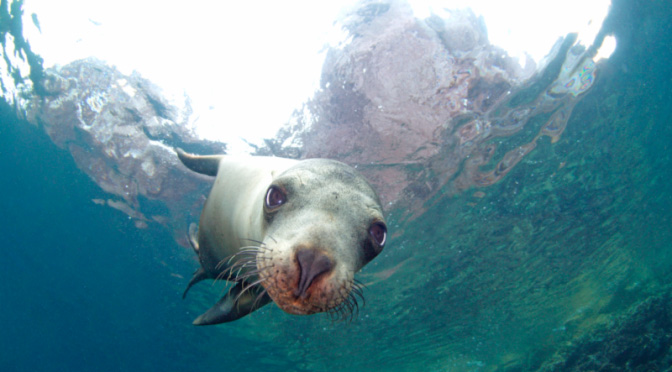 Espiritu Santo Snorkeling