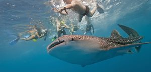 Premium Whale Shark Swimming