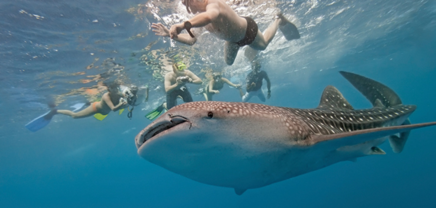 Whale Shark Swimming