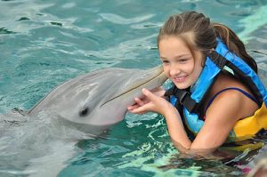 Dolphin Swimming