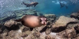 Espiritu Santo/Sea Lion Snorkeling